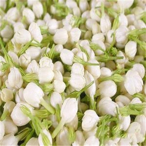 Fresh Jasmine Flower