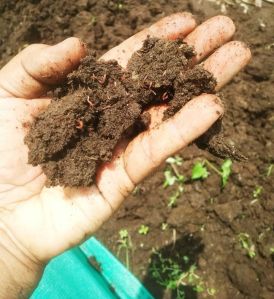 vermicompost