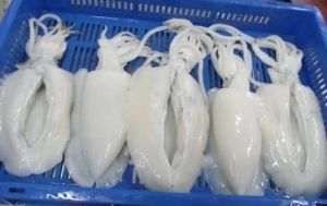 Frozen Cuttle Fish