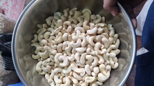 w320 kokan cashew nuts