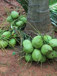 Green Tender Coconut