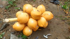 Orange Tender Coconut