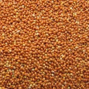 Brown Millet Seeds