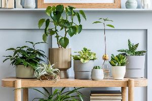 Indoor Plants