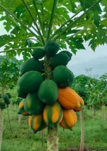 Organic Papaya Fruit