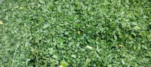 Shade Dried Organic Moringa Leaves