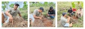 Organic Moringa Leaf Cultivation and Processing Services