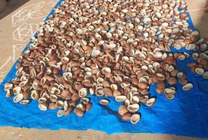 Dried Organic Coconut Copra