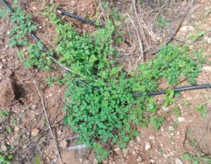 Organic Dried Herbs