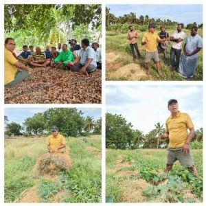 Organic Moringa Leaf Cultivation and Processing Services