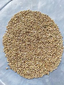 Coriander Seeds