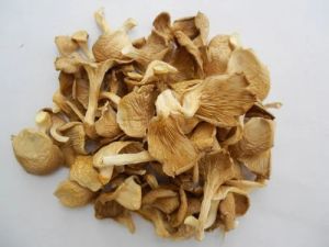 Dried Oyster Mushroom