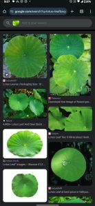 Leaf lotus