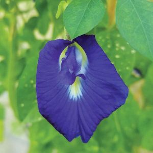 Butterfly Blue Pea