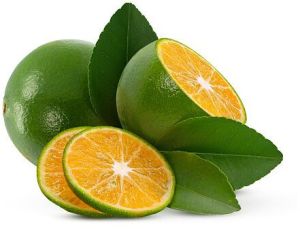 Calamondin Oranges