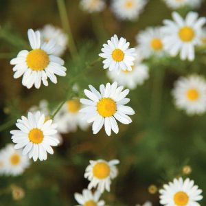 Chamomile Flower plant