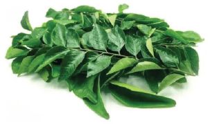 Curry Leaves