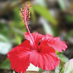 Hibiscus Flower Plant