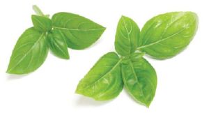 Italian Sweet Basil