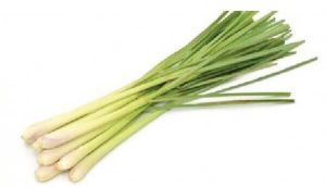 Lemon Grass Stalk Indian