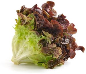 oak leaf red lettuce