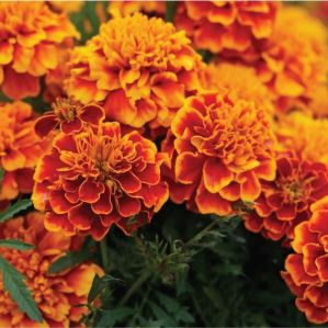 marigold flower plant