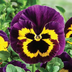 Pansy Flower Plant