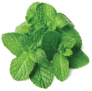 Peppermint Leaves