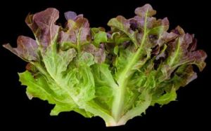 Red Oakleaf Lettuce