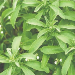 Stevia Plant