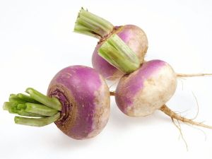 Turnip