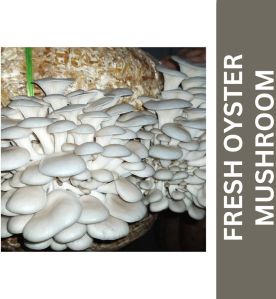 Fresh Oyster Mushroom