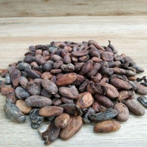 Unsorted Cocoa Beans