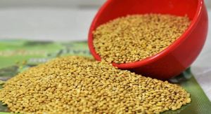 Yellow Millet