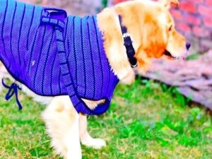 Blue Striped Woolen Dog Sweater