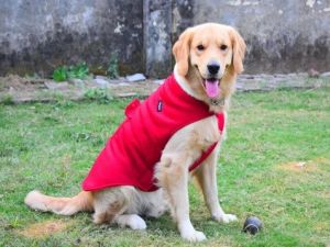 small large dogs red dog fur jacket