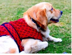 Red striped Dog Woolen Sweater