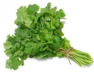 Coriander