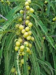 Fresh Amla