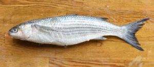 Grey Mullet Fish