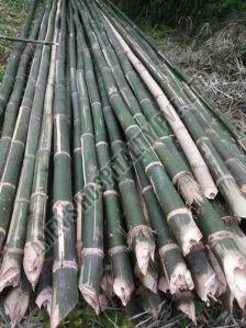 Bullet Bamboo Pole