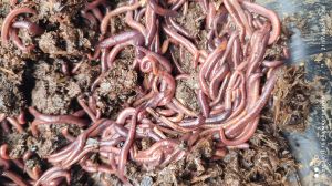 eisenia fetida earthworm