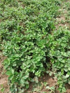 Hybrid Strawberry Fruit Plant