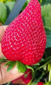 Winter Dawn Strawberry Plant