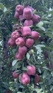 Apple Plant
