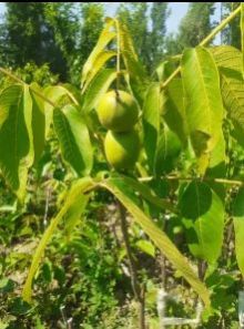 Akhrot Plant