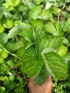 Strawberry Bare Root Plant