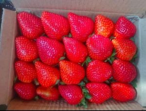 Strawberry Bare Root Plant