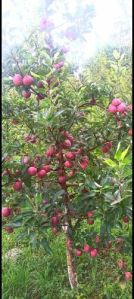 Apple Plant