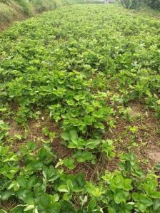 Hybrid Strawberry Fruit Plant